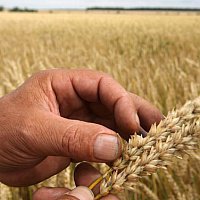 Селекционеры Краснодарского края вывели сорт пшеницы с рекордной урожайностью