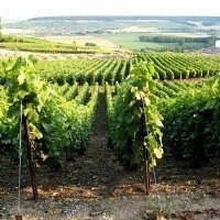 ГК «Абрау-Дюрсо» намерена приобрести виноградники ООО «Абрау-Дюрсо» за 617,3 млн рублей
