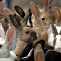 В Краснодарском крае построят кролиководческую ферму за 370 млн рублей