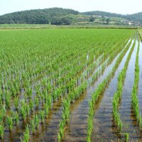 Аграрии Кубани планируют собрать 1 млн тонн риса