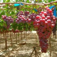 В Краснодарском крае до 2021 года заложат 13 тыс га виноградников