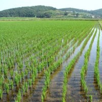 Аграрии Кубани собрали рекордный 1 млн тонн риса