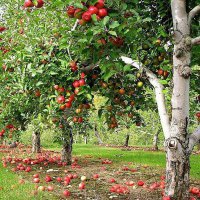 До конца года в Краснодарском крае заложат 670 гектаров садов