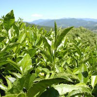 В Сочи разработали программу по восстановлению чайных плантаций