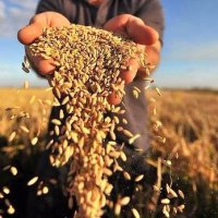 Аграрии Кубани получат почти 7 млрд рублей господдержки