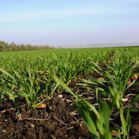 Краснодарский край планирует в 2017 году собрать урожай зерна на уровне 2016 года