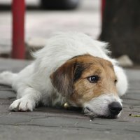 В Ейском районе создадут питомник для собак