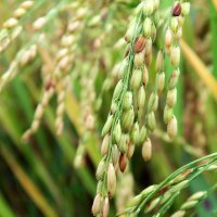 На Кубани в 2017 году планируют собрать 1 млн тонн риса