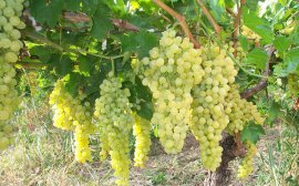 В Краснодарском крае приступили к уборке винограда‍