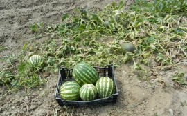 На Кубани планируют собрать не меньше 45 тыс. тонн арбузов‍