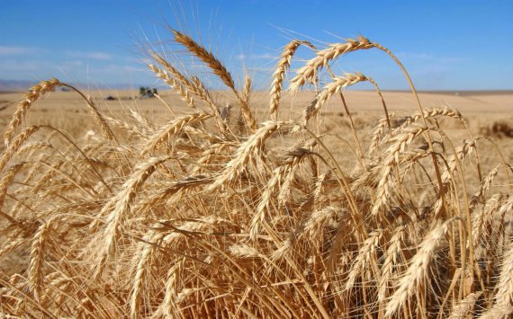 На Кубани собрали свыше 3 млн тонн озимой пшеницы‍