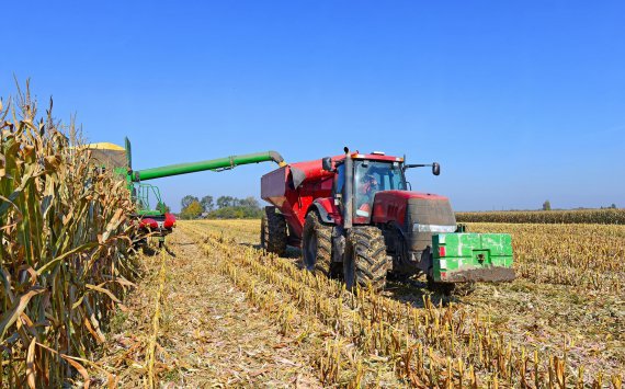 На Кубани планируют собрать 4 млн тонн кукурузы