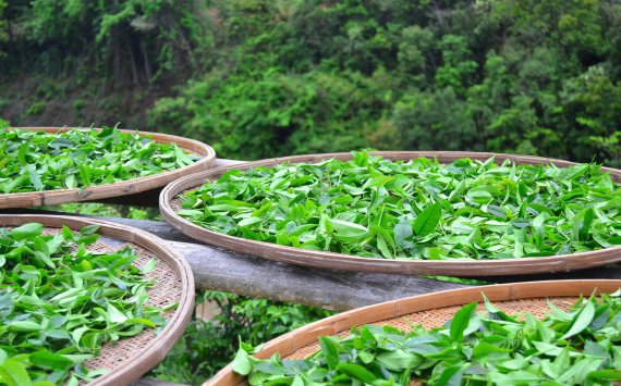 Крупнейший производитель чая в Сочи станет банкротом