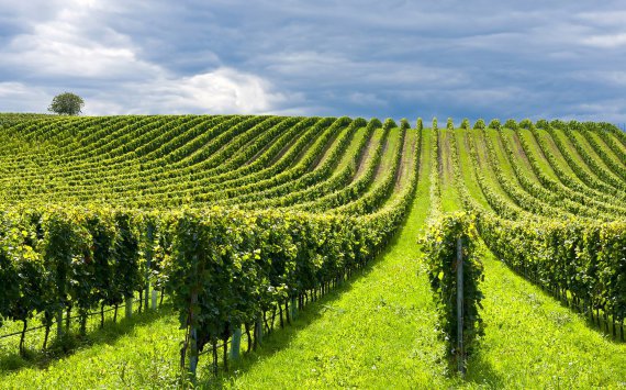 Краснодарские аграрии опасаются перепроизводства винограда в ближайшие годы