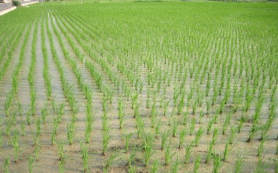На Кубани аграрии приступили к севу риса