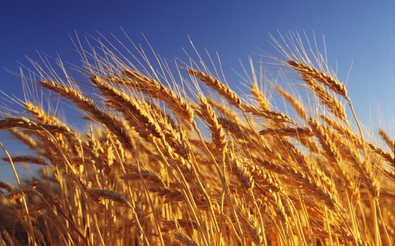 На Кубани собрали более 5 млн тонн пшеницы‍