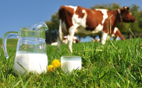 На Кубани производство молока‍ выросло почти на 10%
