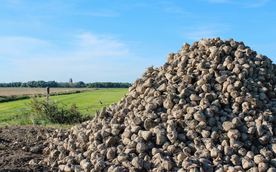 На Кубани заготовили 914 тыс. тонн сахарной свеклы