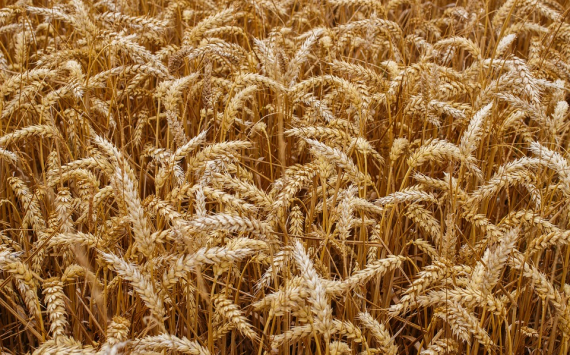 На Кубани собрали рекордный урожай зерновых культур
