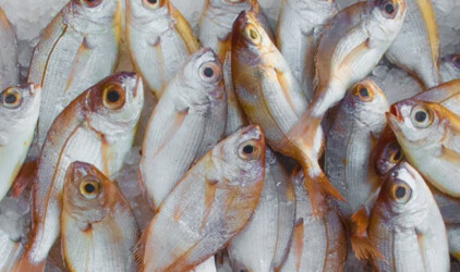 На Кубани производство товарной рыбы за пять лет выросло на 20%