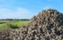 На Кубани заготовили 914 тыс. тонн сахарной свеклы