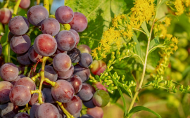 На Кубани с начала 2019 года заложили 880 гектаров виноградников