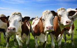 На развитие племенного животноводства на Кубани выделят 303 млн рублей