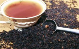На Кубани начался сезон сбора чая