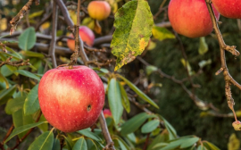 На Кубани понижение НДС на фрукты и ягоды способствовало развитию садоводческих хозяйств
