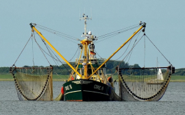 На Кубани в 2020 году построят рыбоперерабатывающий завод