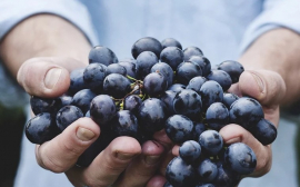 На Кубани заработала инновационная лаборатория ускоренной репродукции винограда