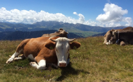 На Кубани откроют селекционные центры для молочного животноводства