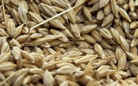 На Кубани на закупку элитных семян выделили 126 млн рублей
