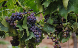 На Кубани урожай винограда снизился на 7%