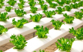 Под Новороссийском инвестор засадит салатом 30 га
