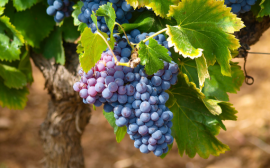 ВТБ на Кубани развивает сотрудничество с крупнейшим производителем игристых вин в России