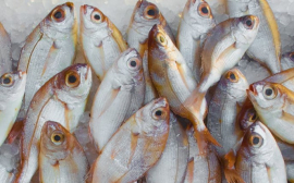 На Кубани производство товарной рыбы за пять лет выросло на 20%