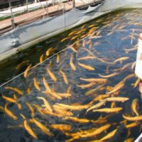 Краснодарские аграрии Динского района развивают рыбоводческую отрасль 
