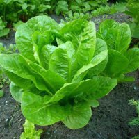 На Кубани итальянцы будут выращивать салат