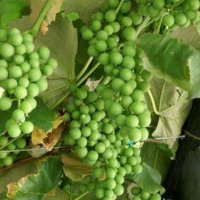 Аграрии Темрюкского района обработали с начала года свыше 7 гектаров виноградника