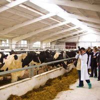 Фермеров Краснодарского края обучат азам скотоводства