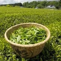 Краснодарские производители чая впервые получат господдержку в размере 25 млн рублей