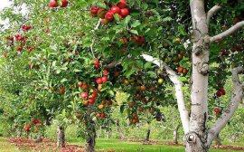 Урожай фруктов и ягод на Кубани превышает 40% на российском рынке