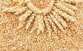 Новороссийск и Саудовская Аравия договорились о поставках зерна