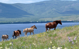 На Кубани на испытания племенных лошадей направят 50 млн рублей