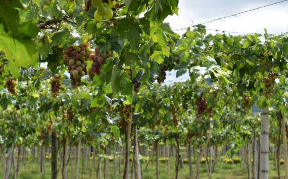 В Анапе в виноградники инвестировали 4 млрд рублей