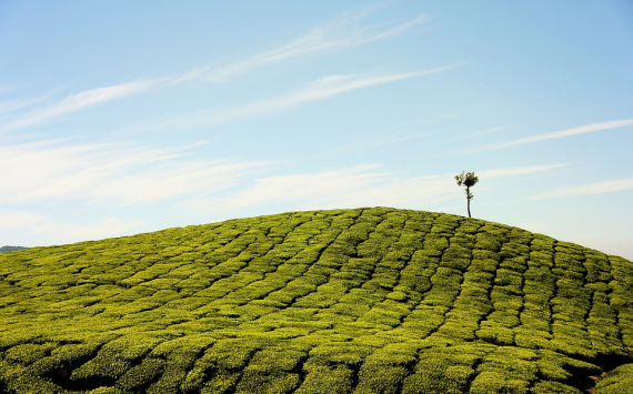 На Кубани с начала года произвели 2,5 тыс. тонн чая