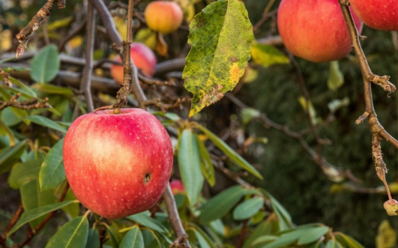 На Кубани понижение НДС на фрукты и ягоды способствовало развитию садоводческих хозяйств
