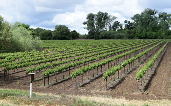 На Кубани производство вина с начала года выросло на 11%
