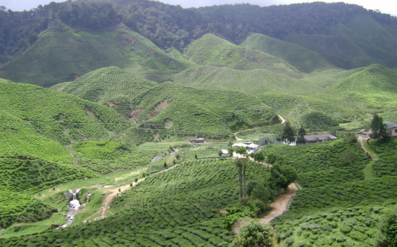 На Кубани 15 млн рублей направят на реконструкцию чайных плантаций